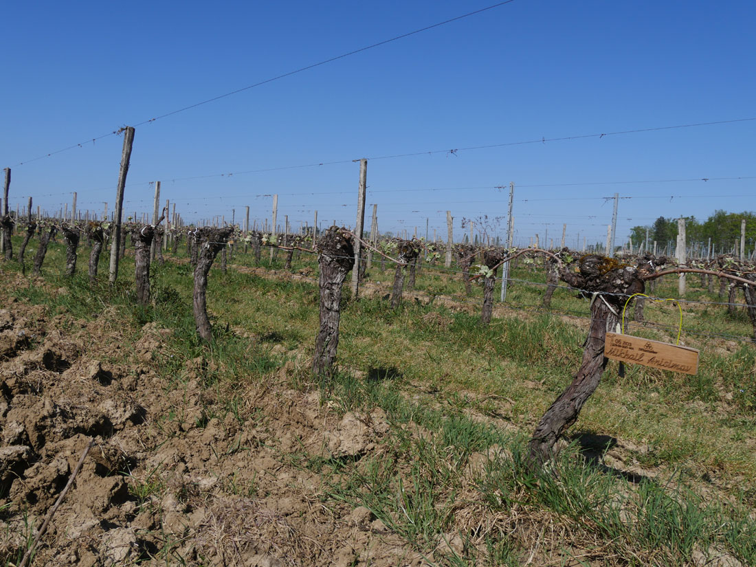 Виноградник на урожай